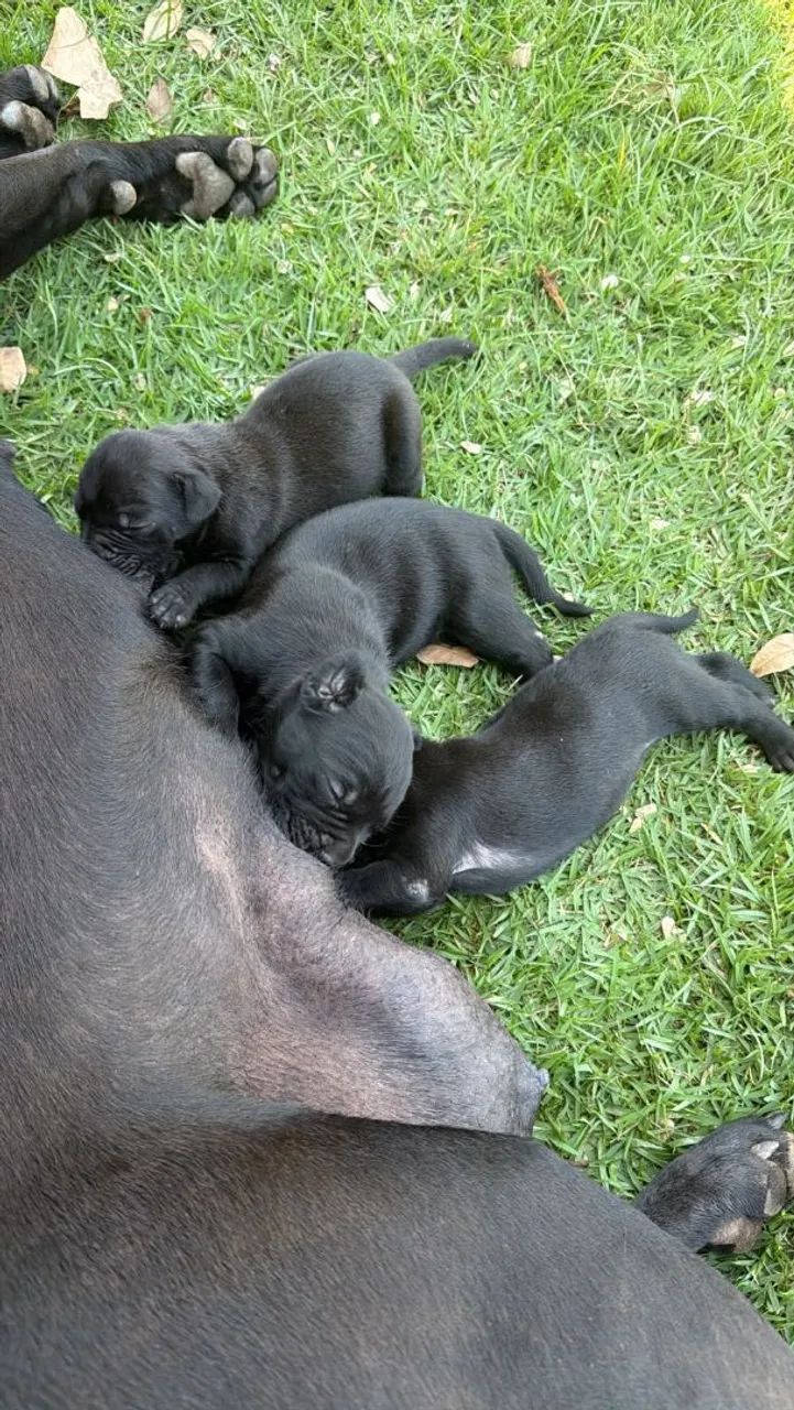 Filhotes de Cane corso  - Foto 4