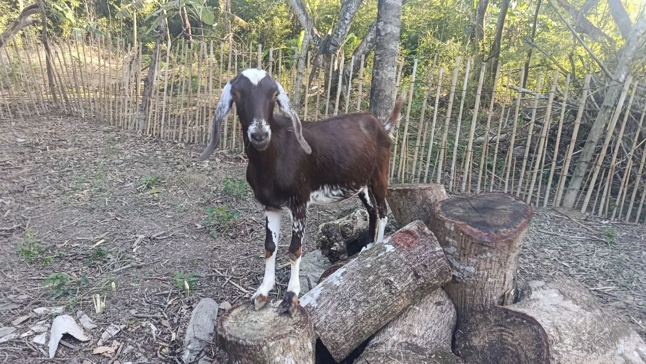 Vende-se uma cabrita  - Foto 2