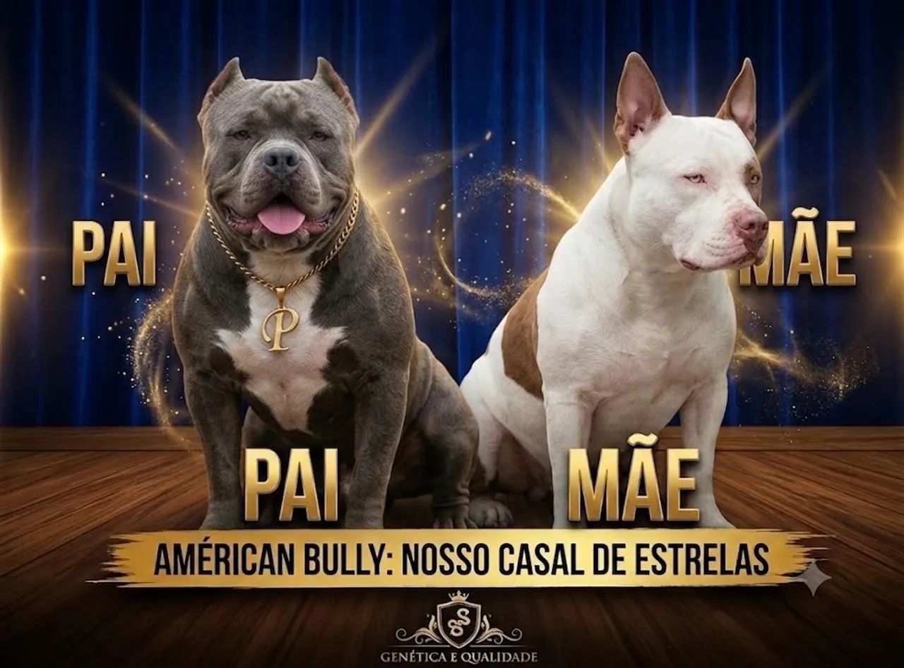 Filhotes de American bully  - Foto 2