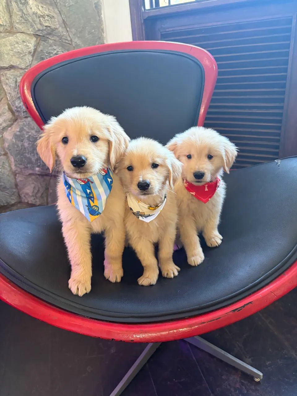 Golden Retriever, pais com pedigree 