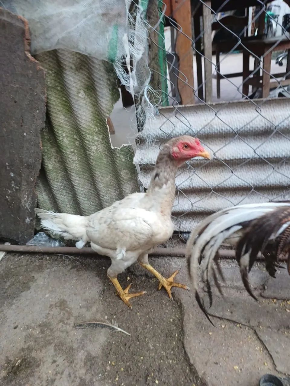 Galinha 