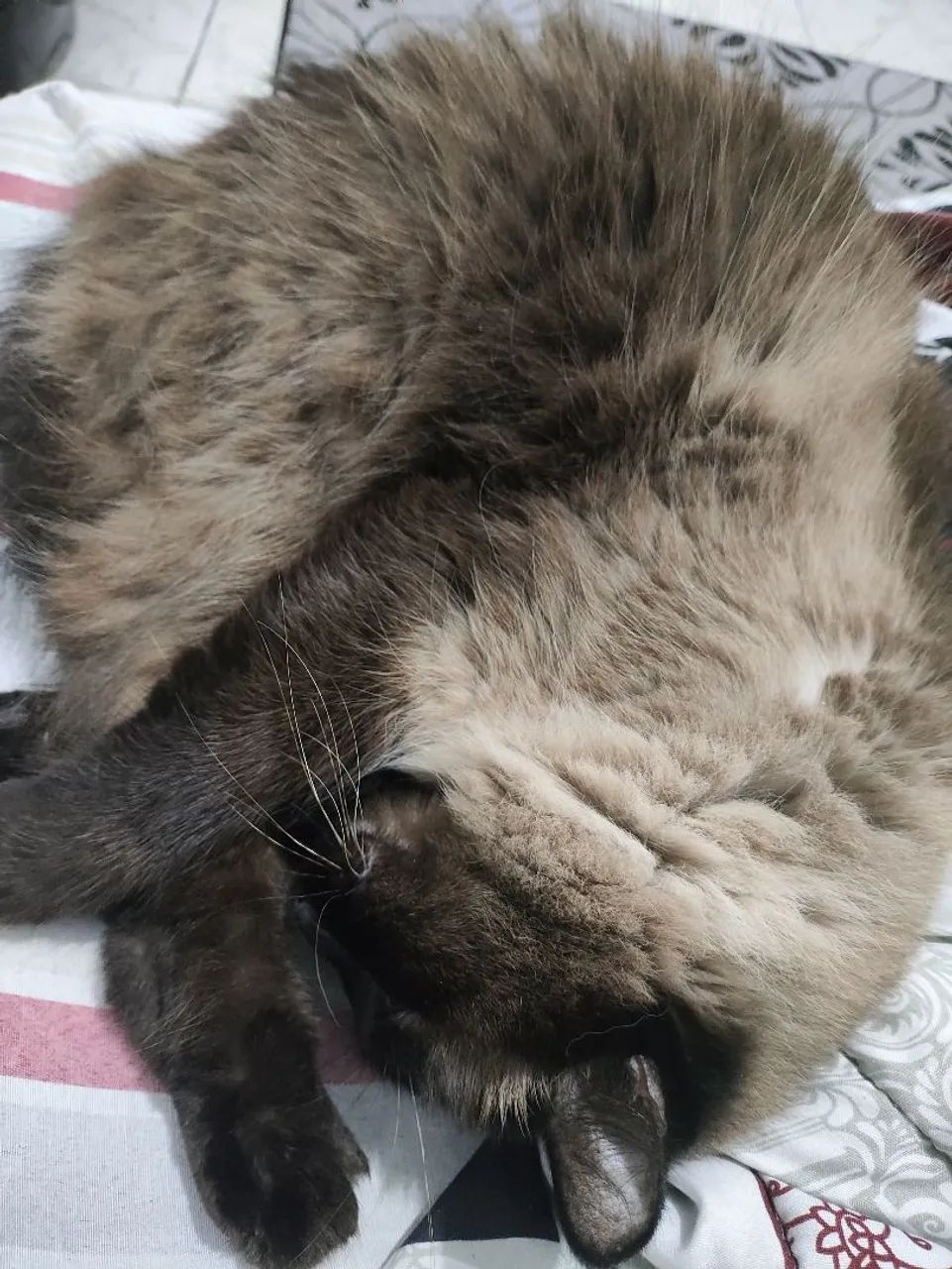 gato - Foto 4