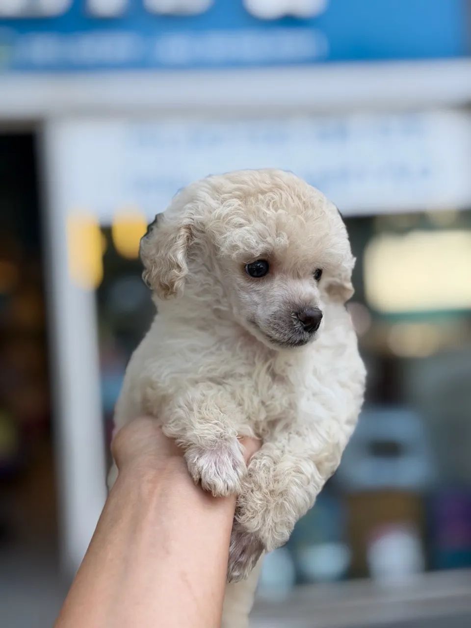 Poodle Toy macho  - Foto 2