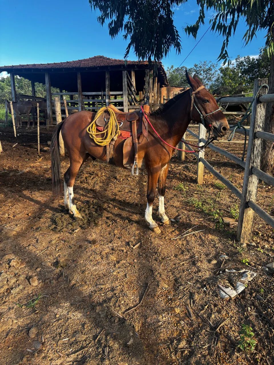 Burro excele de carroça é bom de sela manso