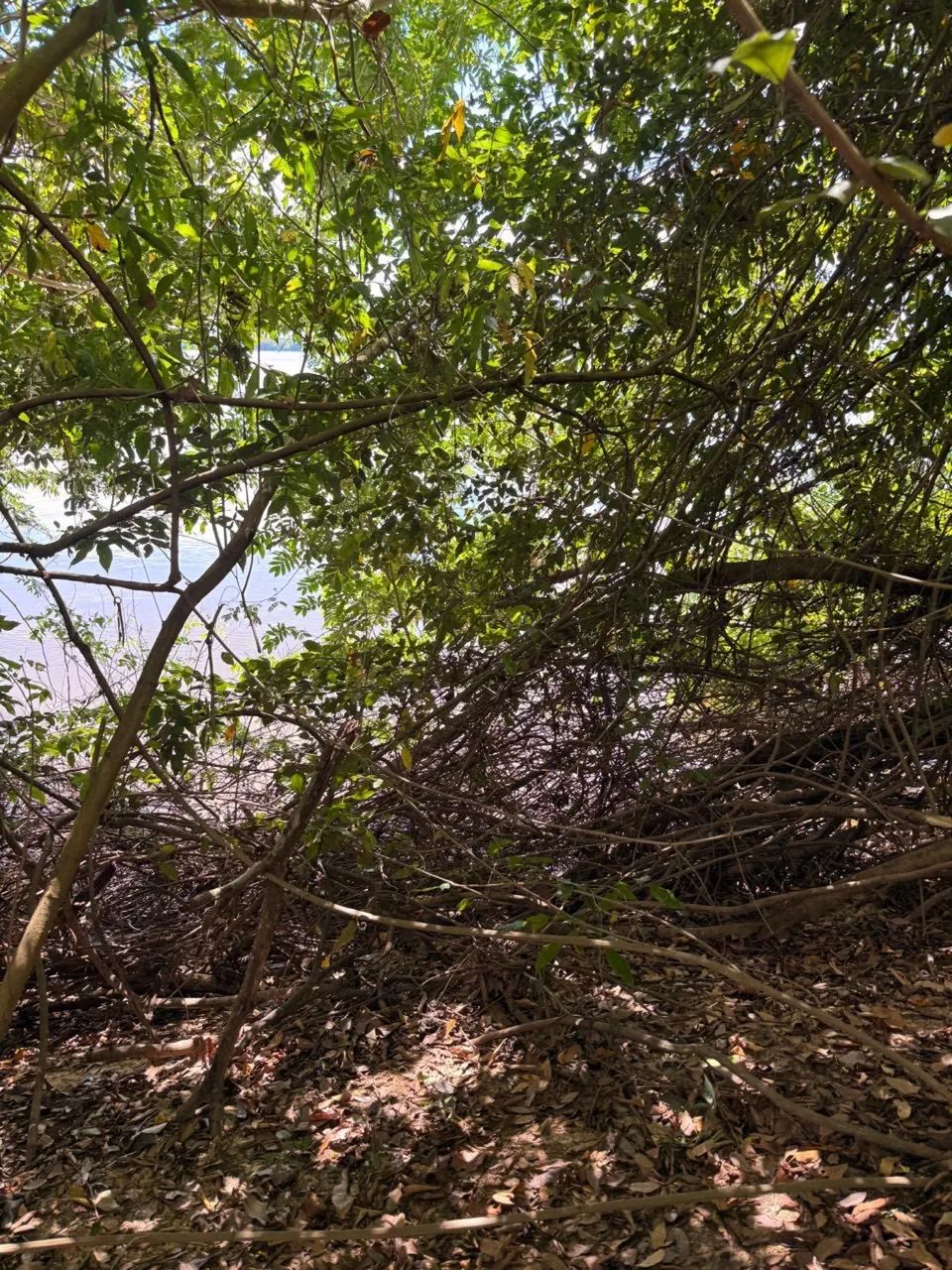 Vende-se lotes em ilha  - Foto 4