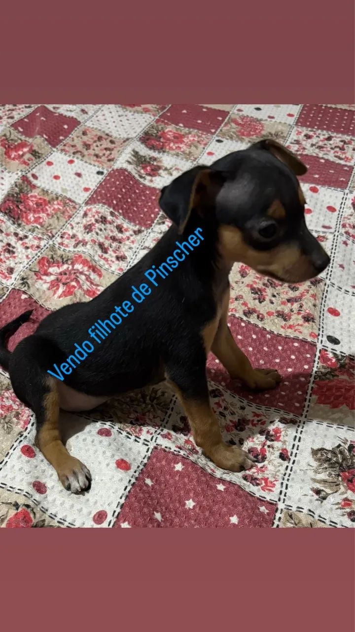 Pinscher N°1