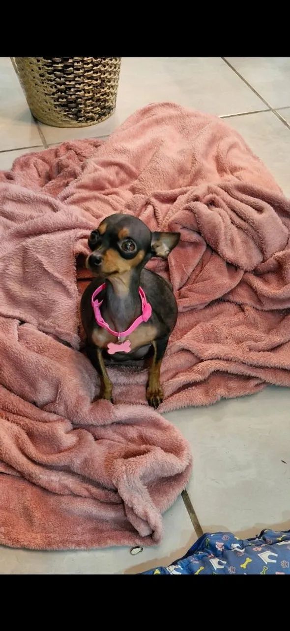 Pinscher macho - Foto 2