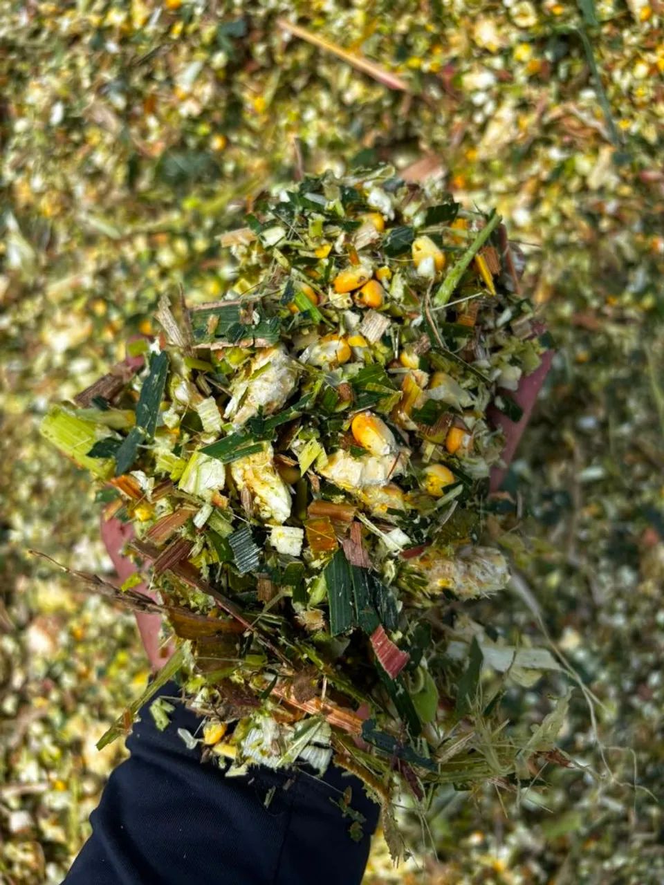 Silagem de milho - Foto 2