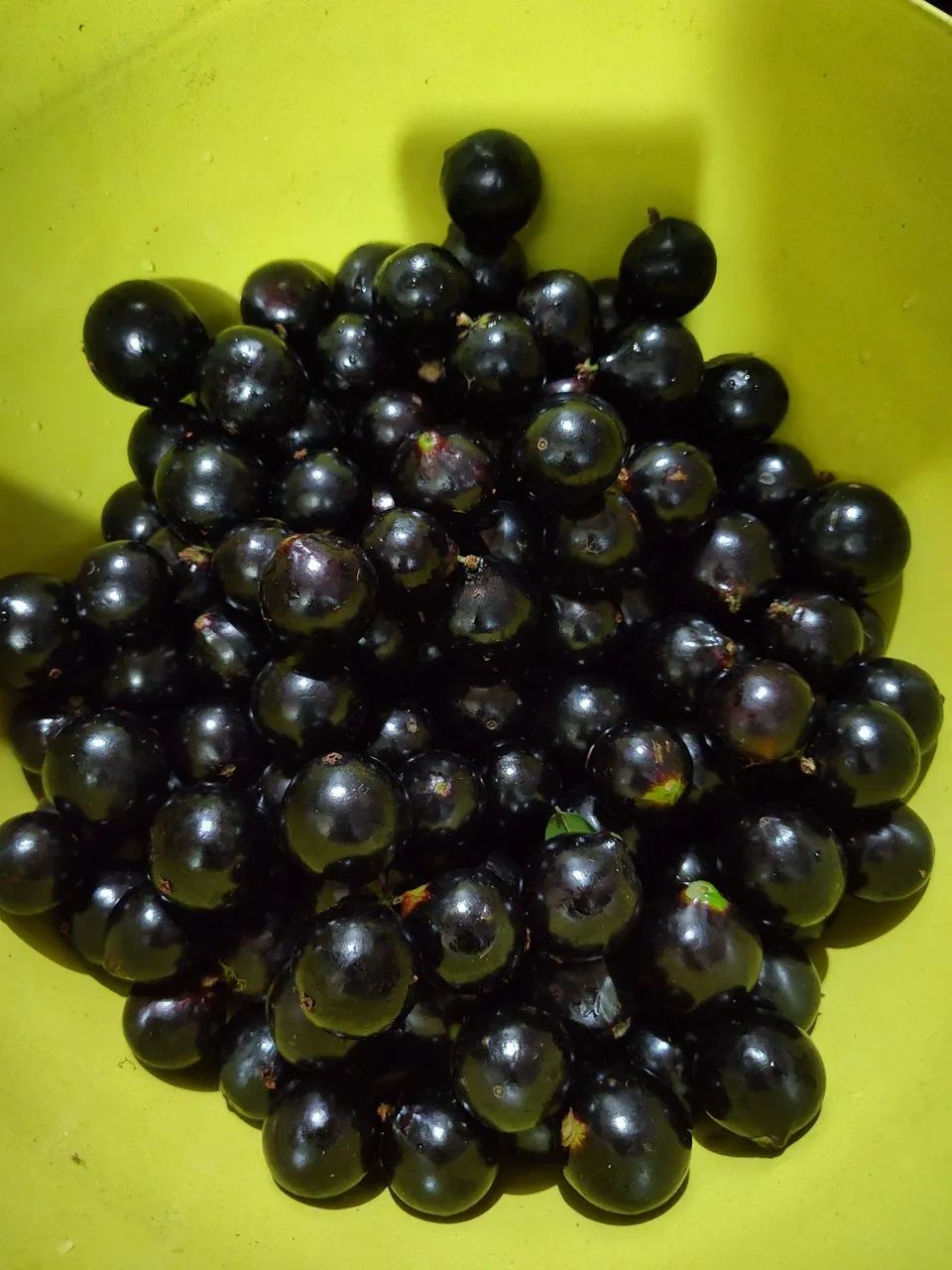 Vende se Uma Chácara. - Foto 10