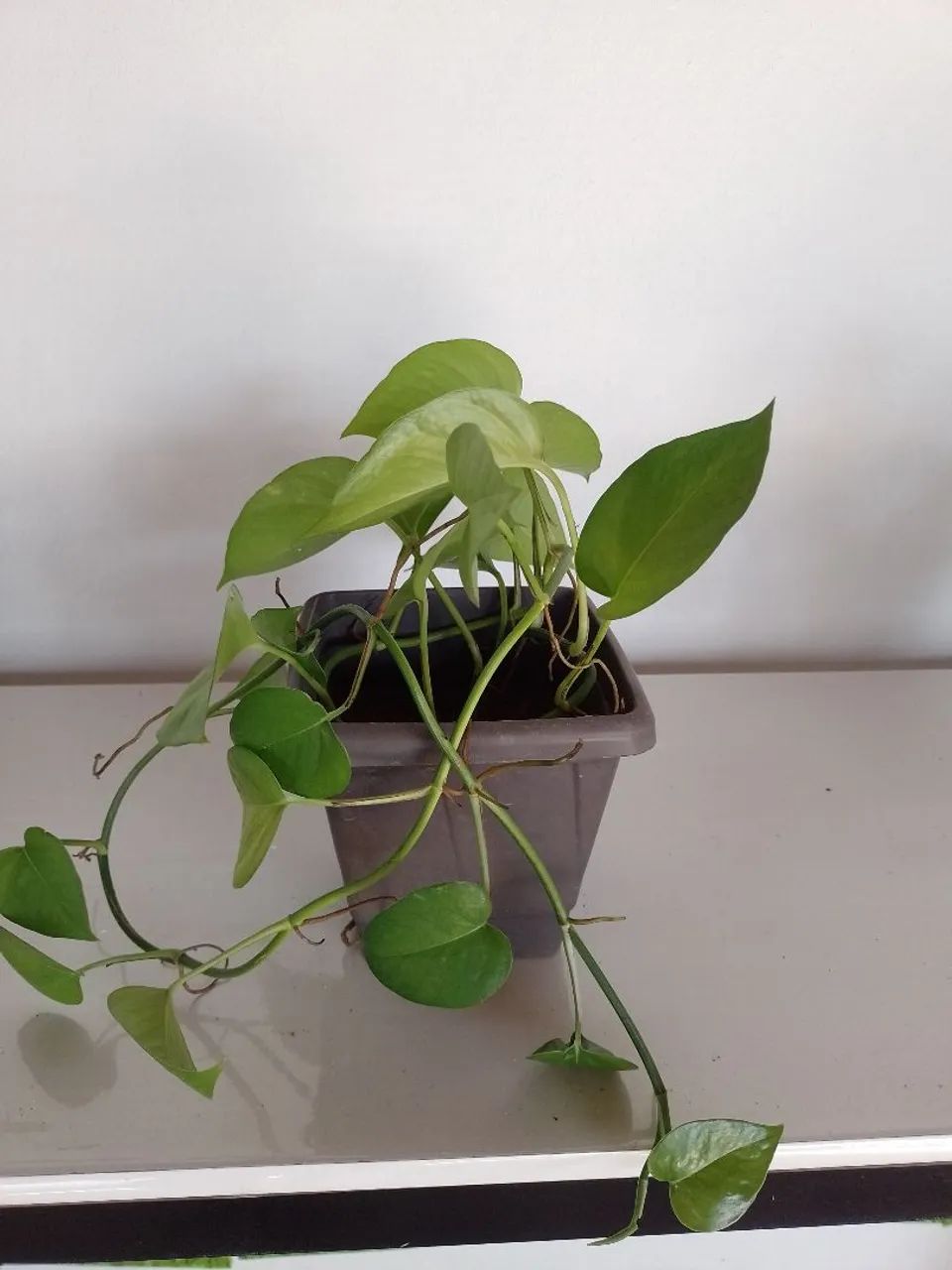 Plantas  - Foto 4