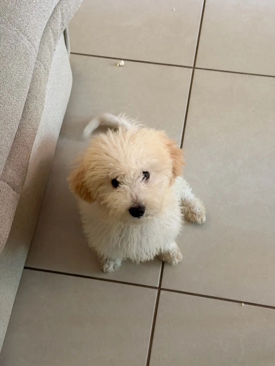 Poodle  