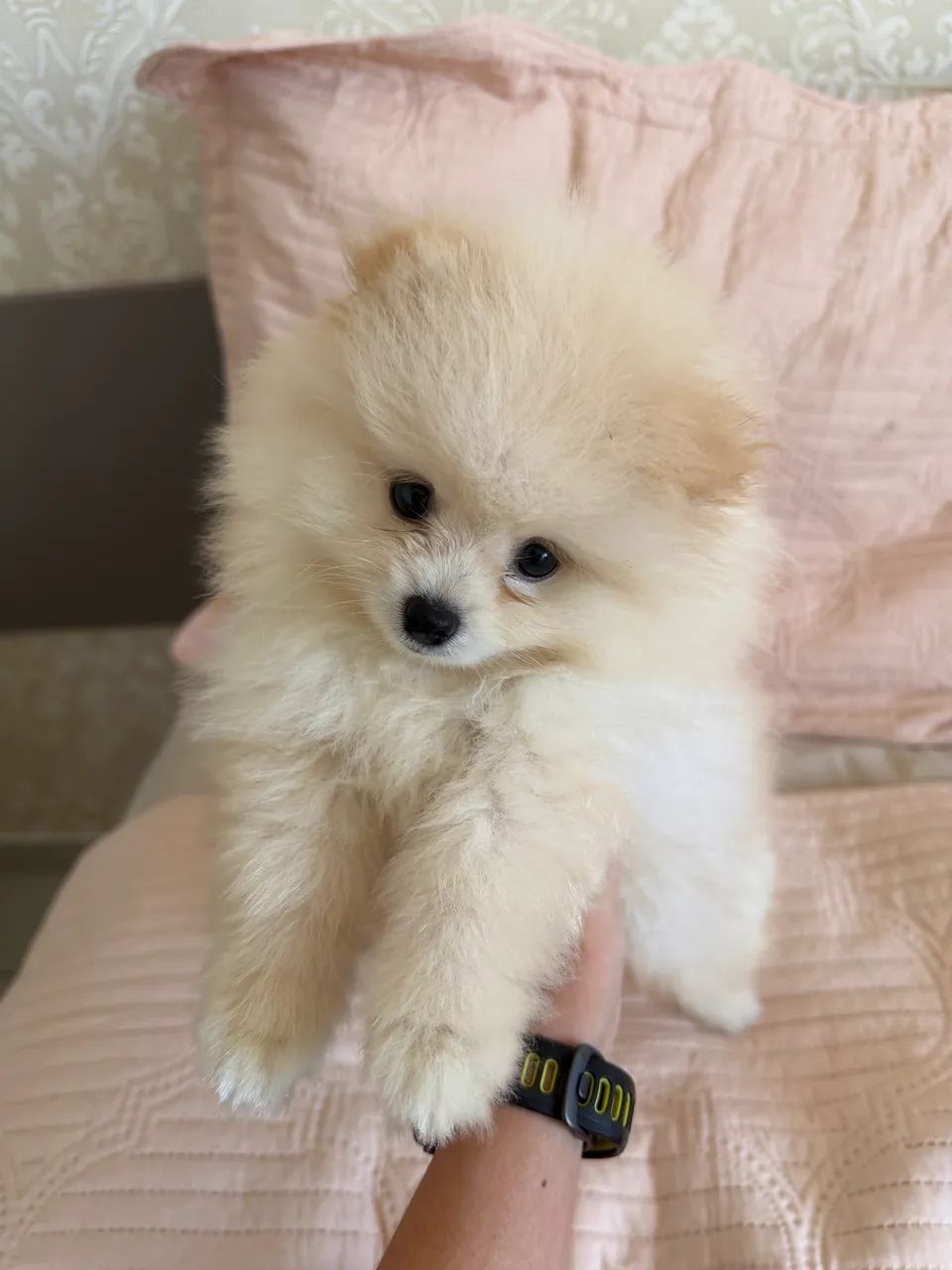 Lulu da Pomerania  