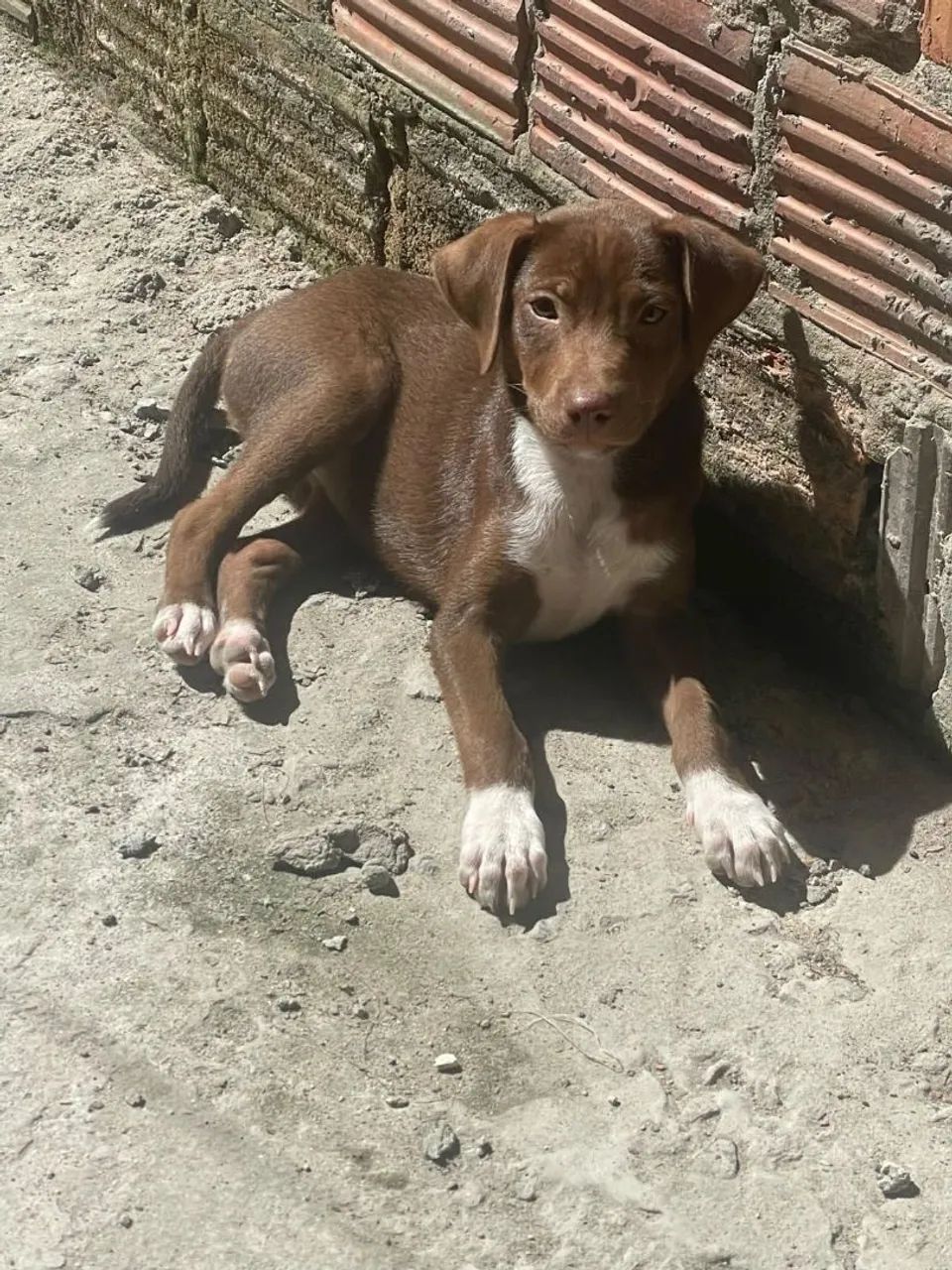 Adoção  - Foto 2