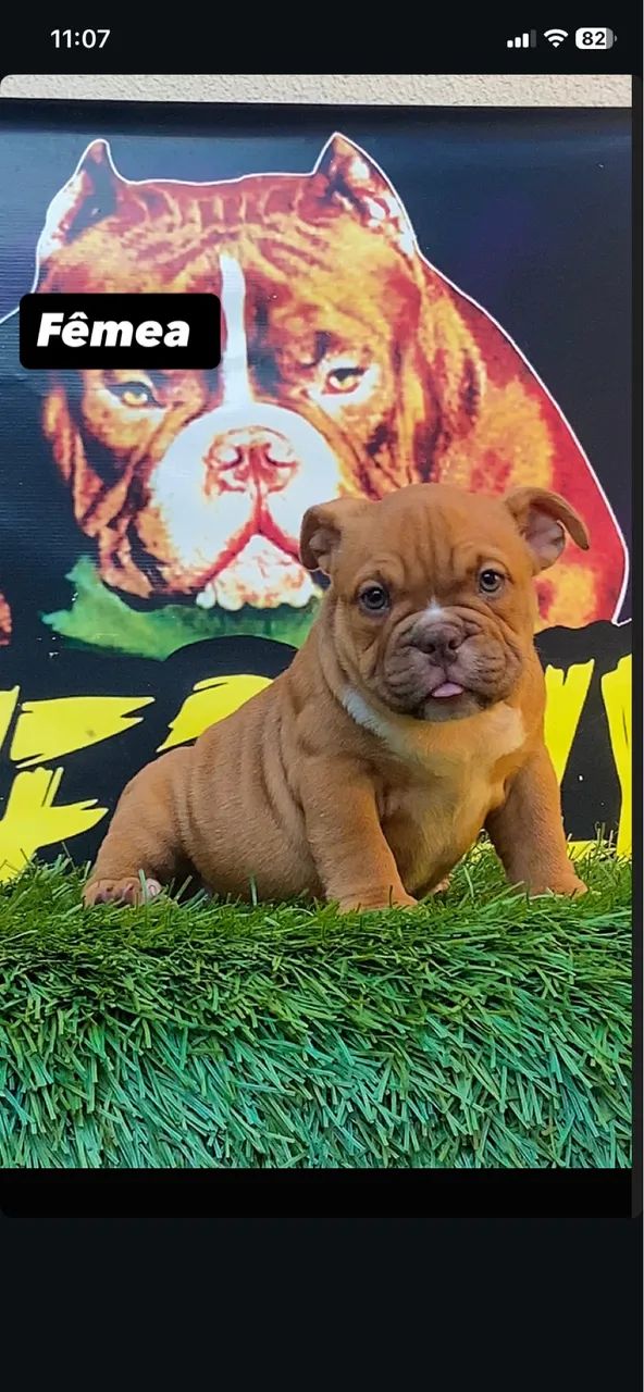 Filhote de American bully micro  - Foto 3