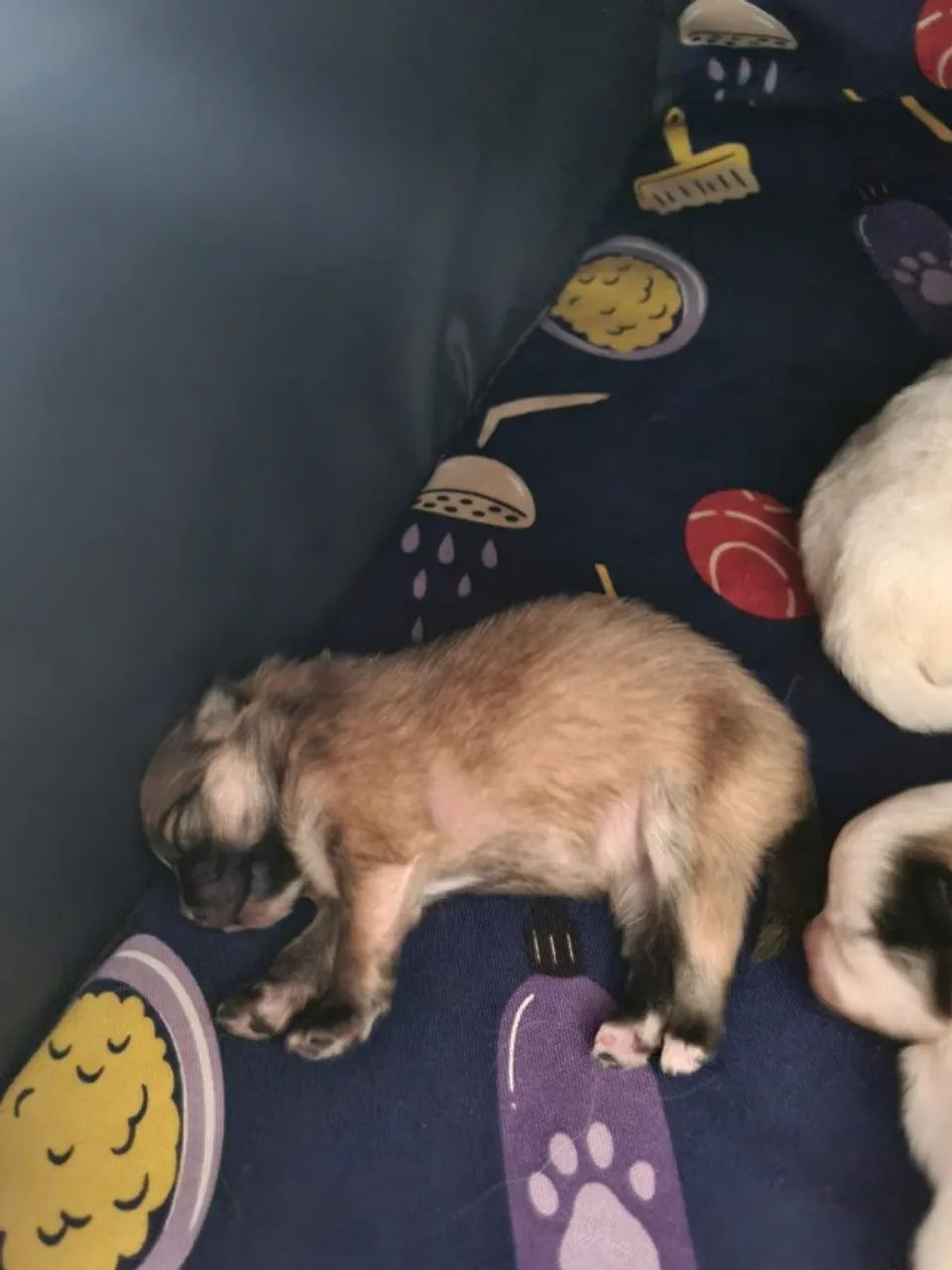 Vendo filhotes Spitz Alemão - Foto 3