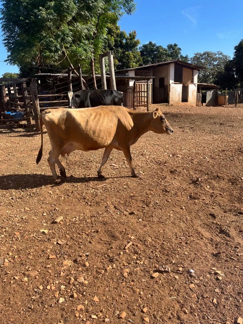 Vaca  - Foto 3