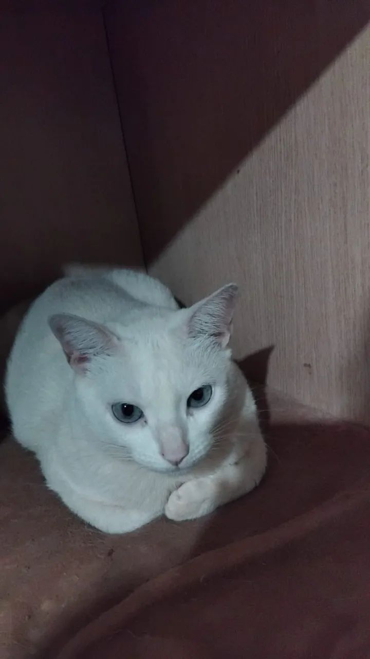 Doacao de gato