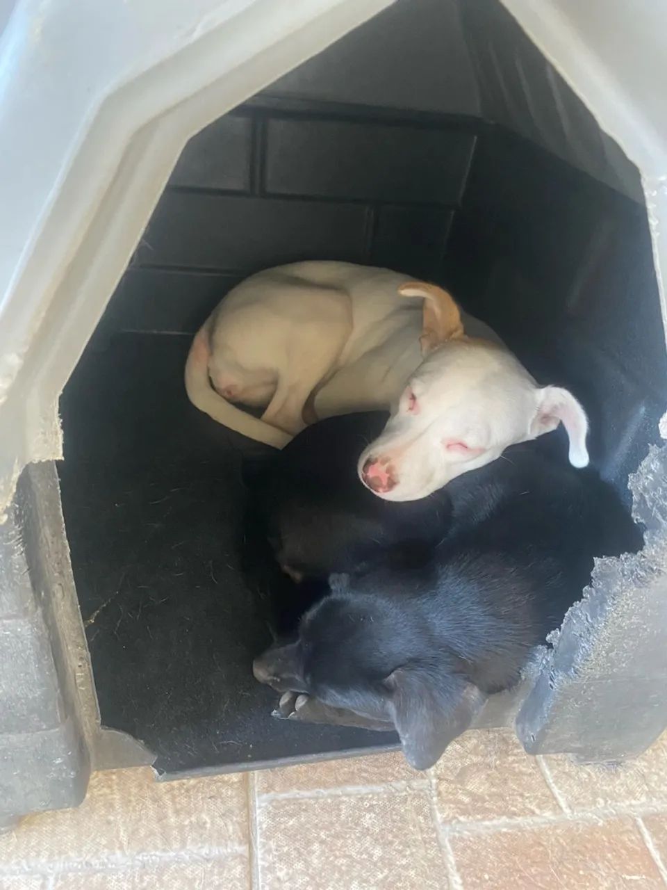 ADOÇÃO RESPONSÁVEL  - Foto 2