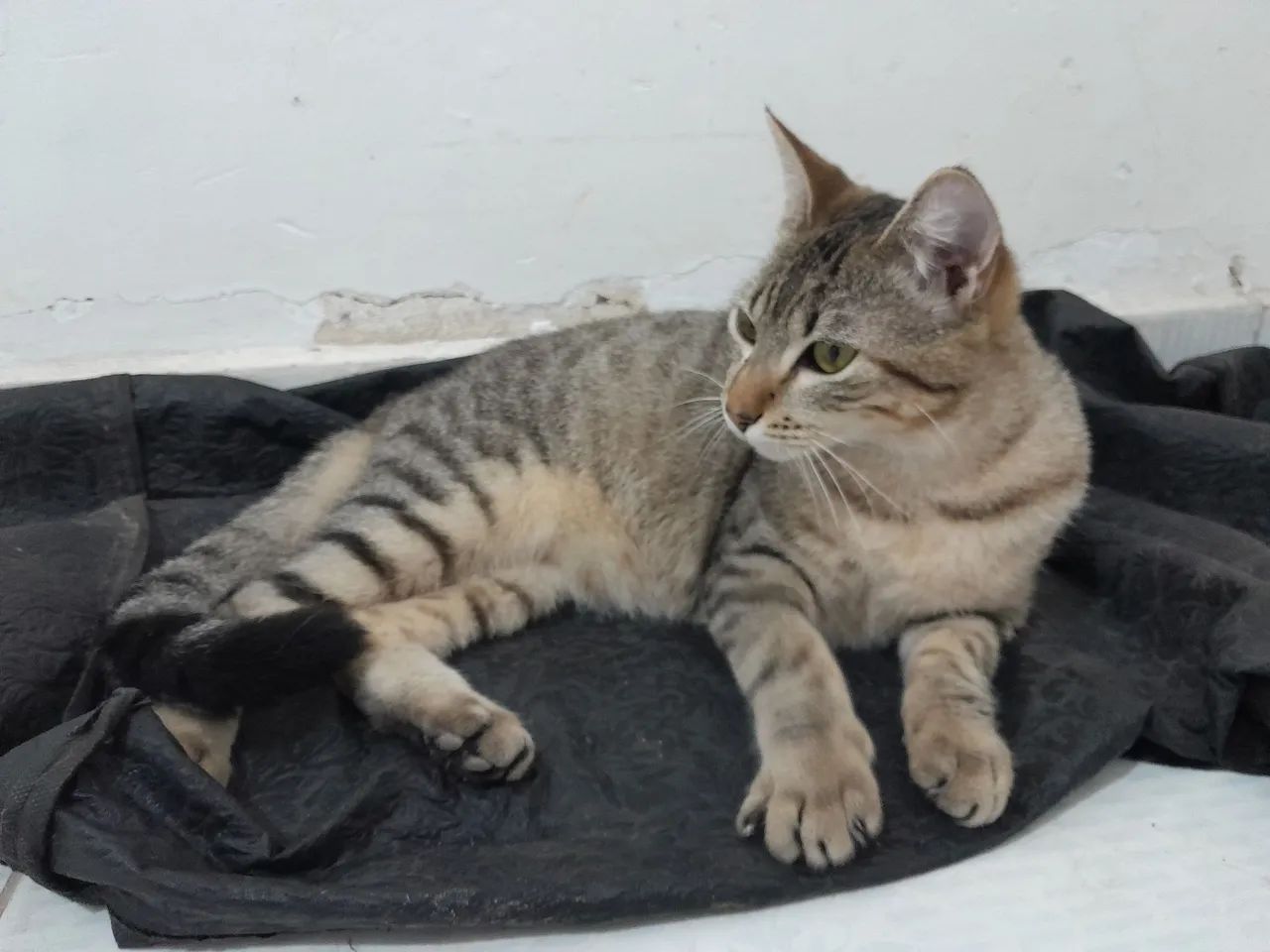 GATINHO MACHO (ADOÇÃO) - Foto 2