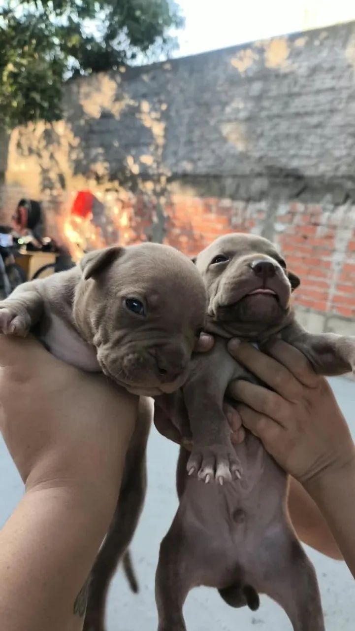 Filhotes de Pitbull legítimo  - Foto 2