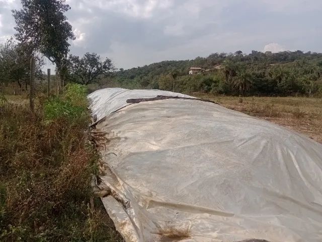 Silagem de milho  - Foto 4