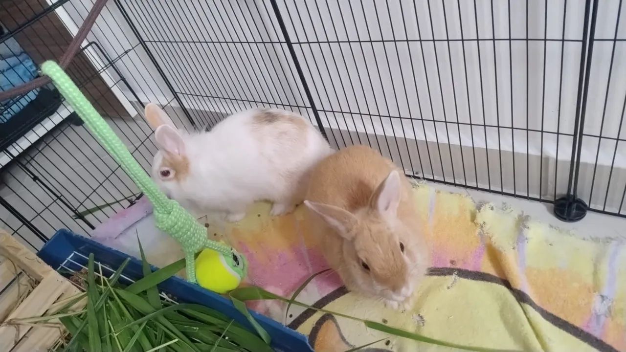 Mini coelhos +ítens  - Foto 3