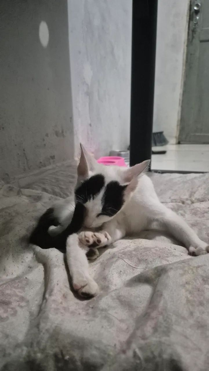 Procura-se um lar cheio de amor - Foto 2
