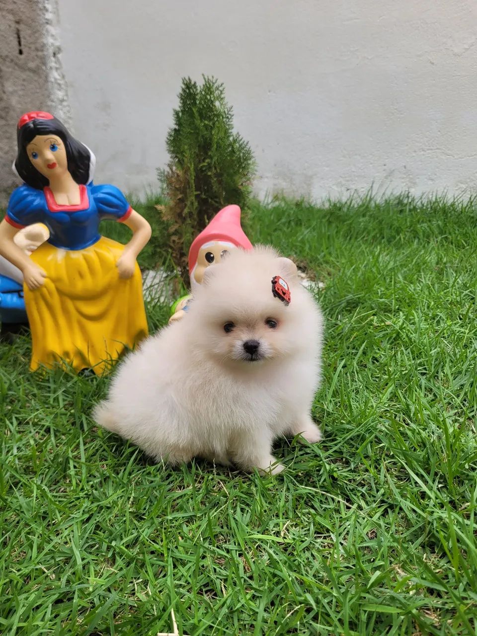 Spitz Alemão  - Foto 4