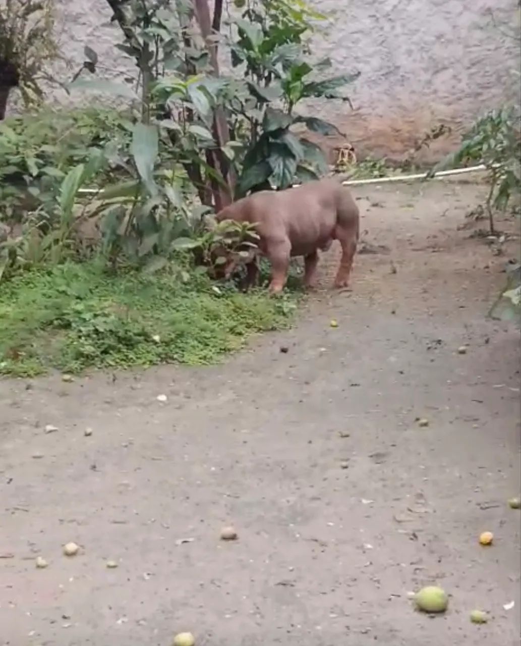 American bully 