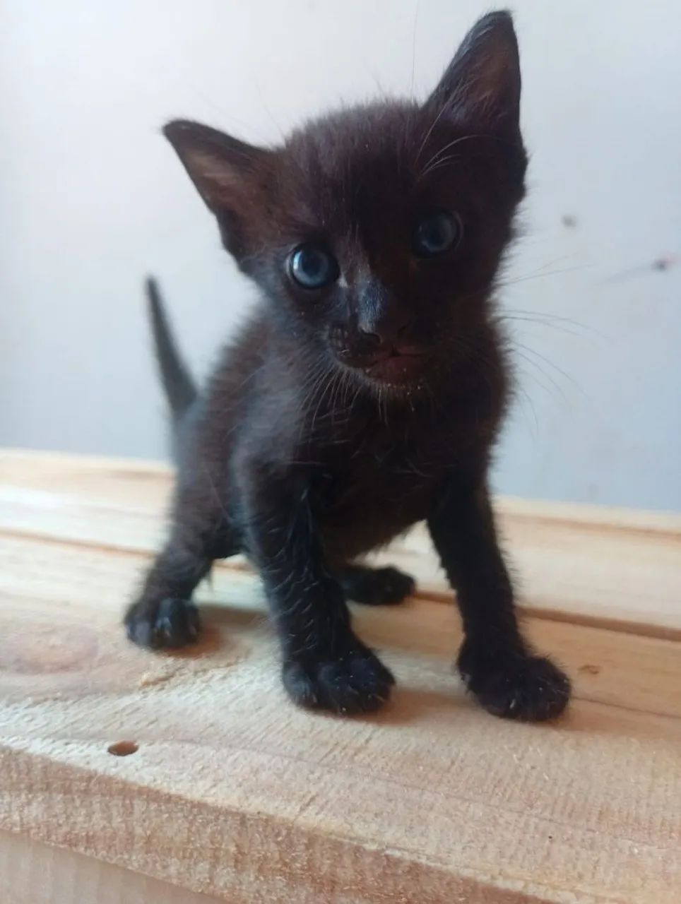 Gatinhos  pra doação  - Foto 5