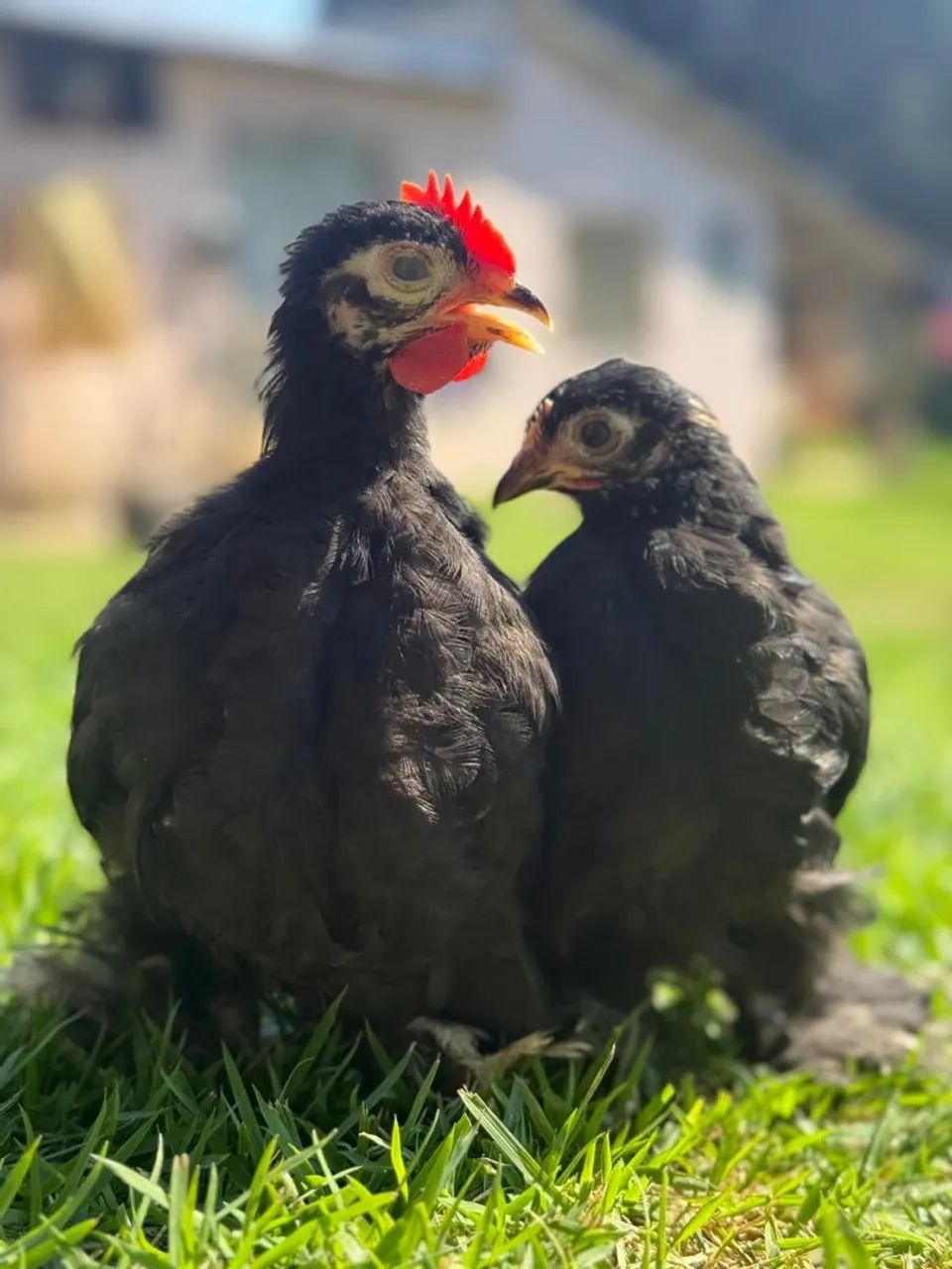 Casal de Garnizé Mini Cochin e Sebright - Foto 4