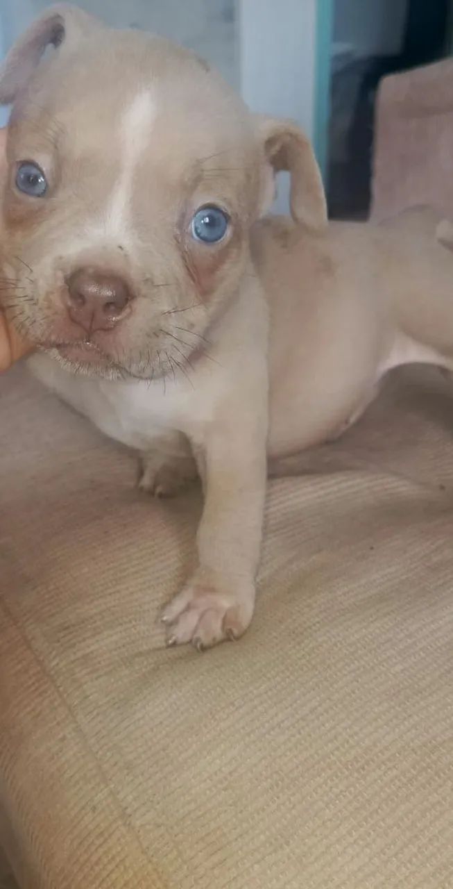 Animais de estimação 