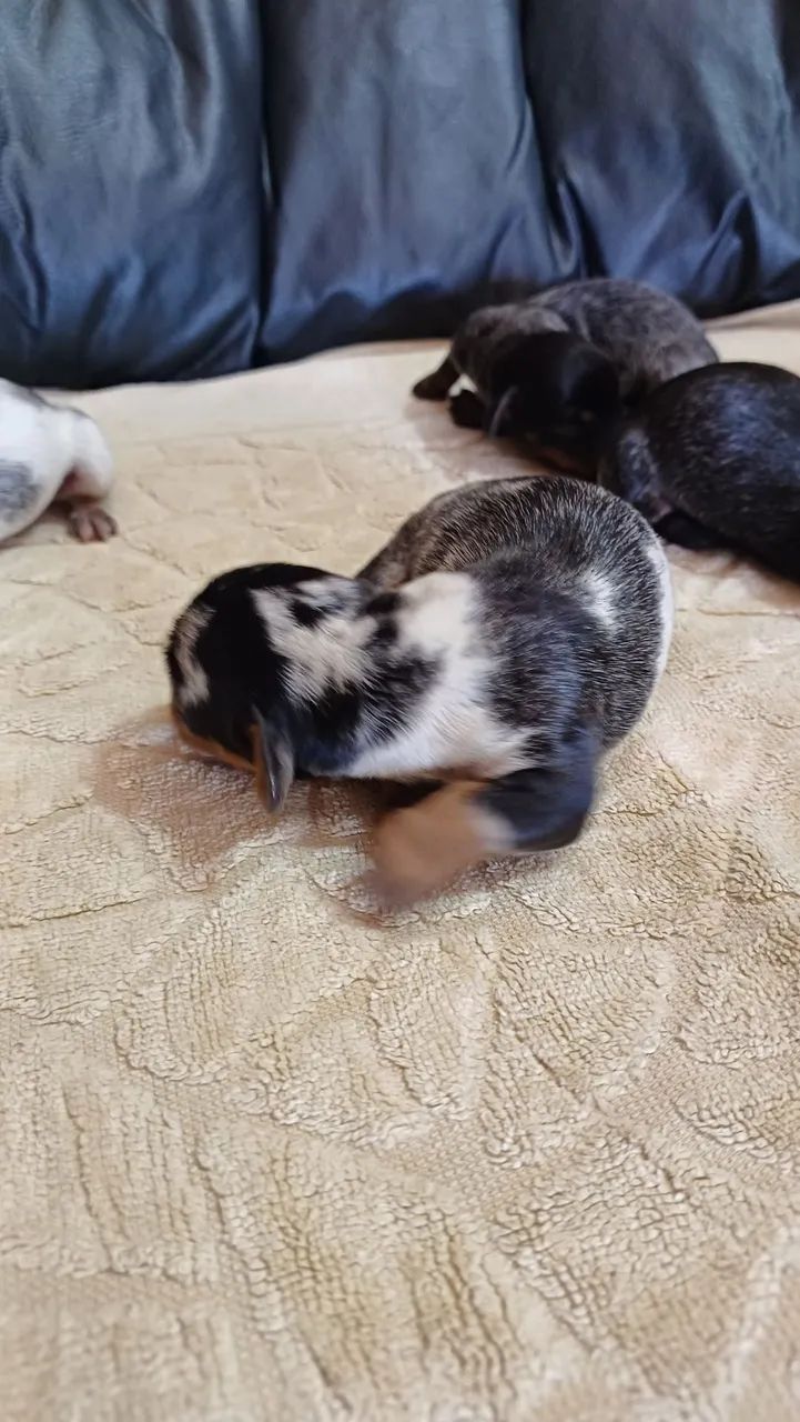 Filhotes disponíveis basset 