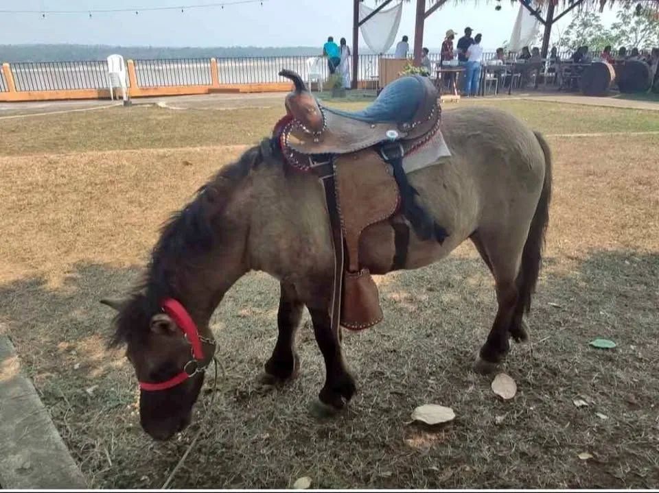 Excelente Pônei para Crianças 
