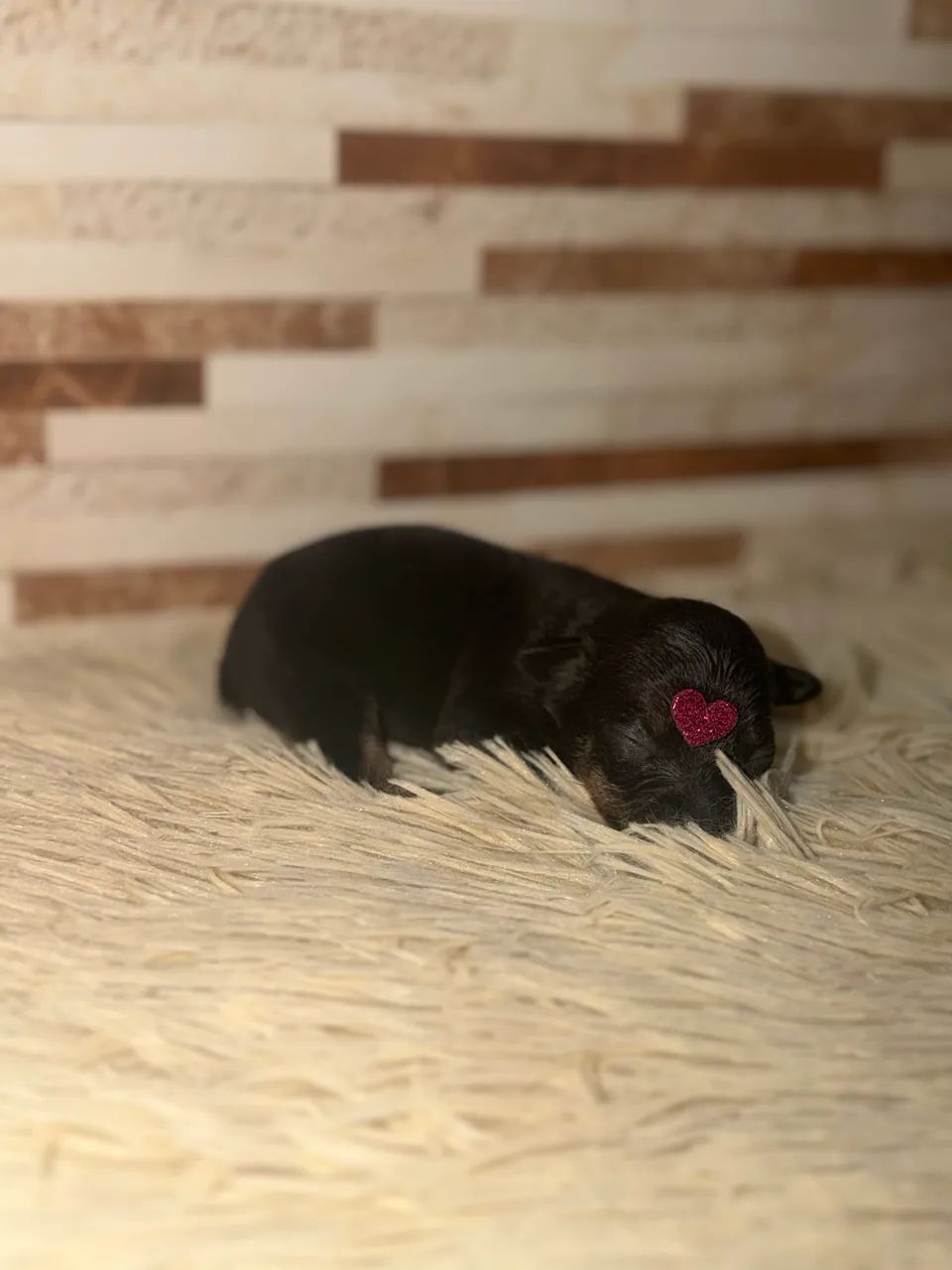 Pinscher zero  - Foto 4
