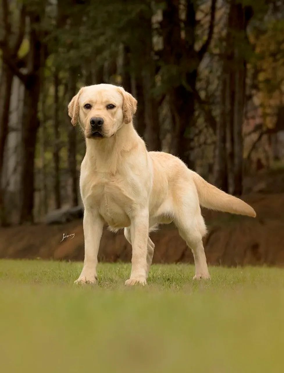 Filhote de labrador retriver 