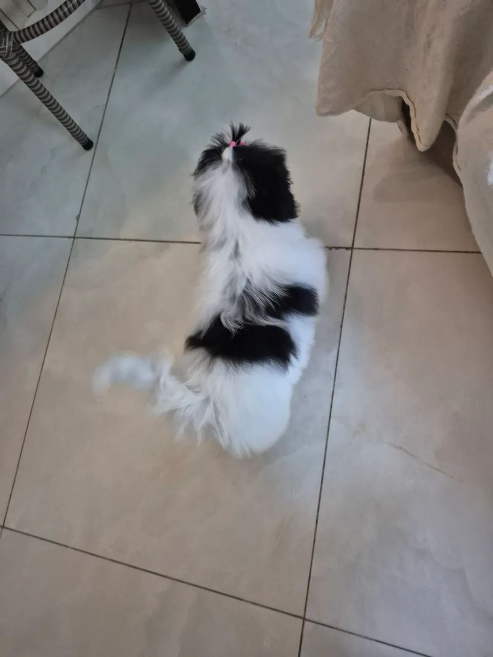 Shih tzu fêmea  - Foto 2