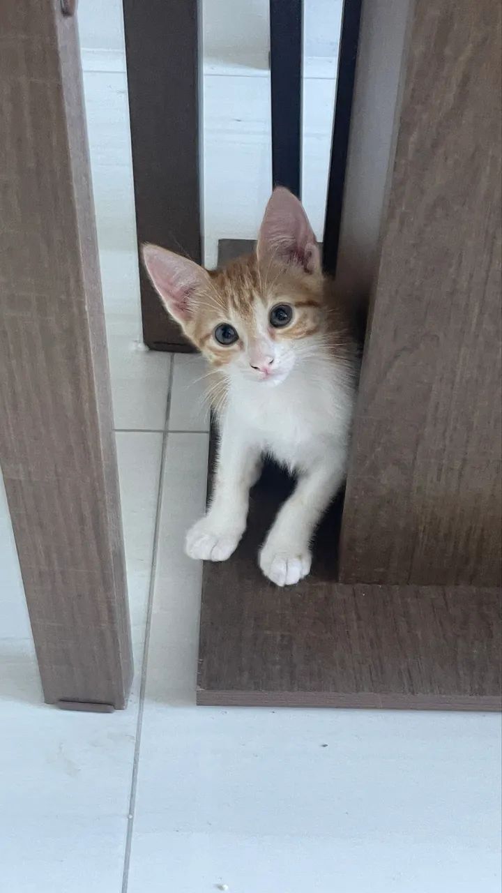 Gatinho macho - Adoção Responsável  - Foto 3