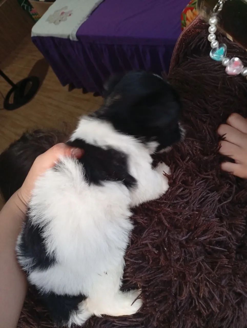 Cachorro macho Shitzu  - Foto 2