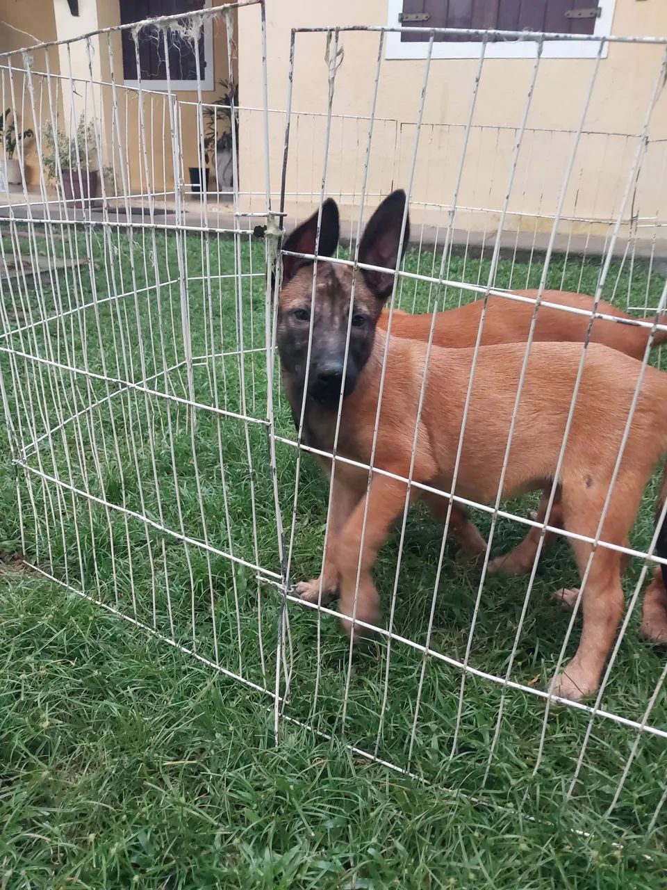 Pastor belga malinoá disponível  - Foto 2
