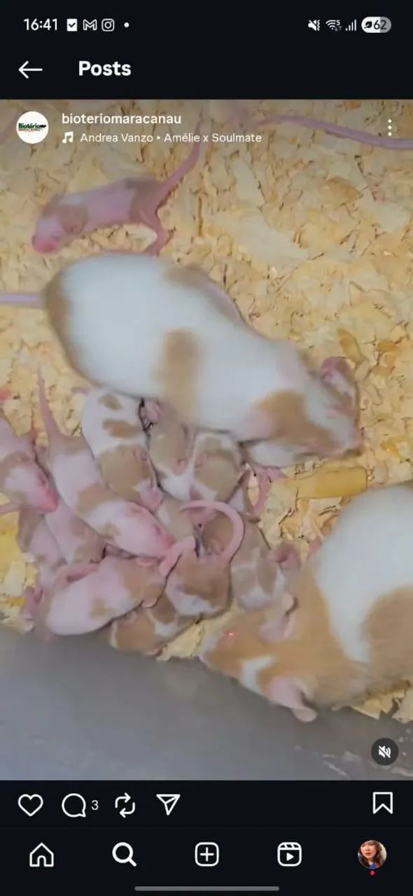 Camundongos  - Foto 3