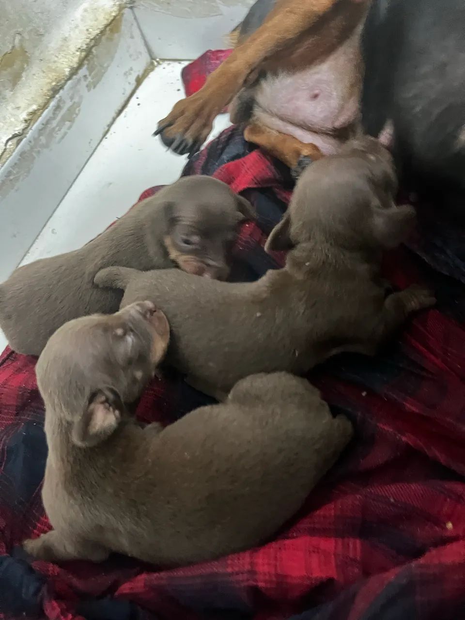 Pinscher número um - Foto 2