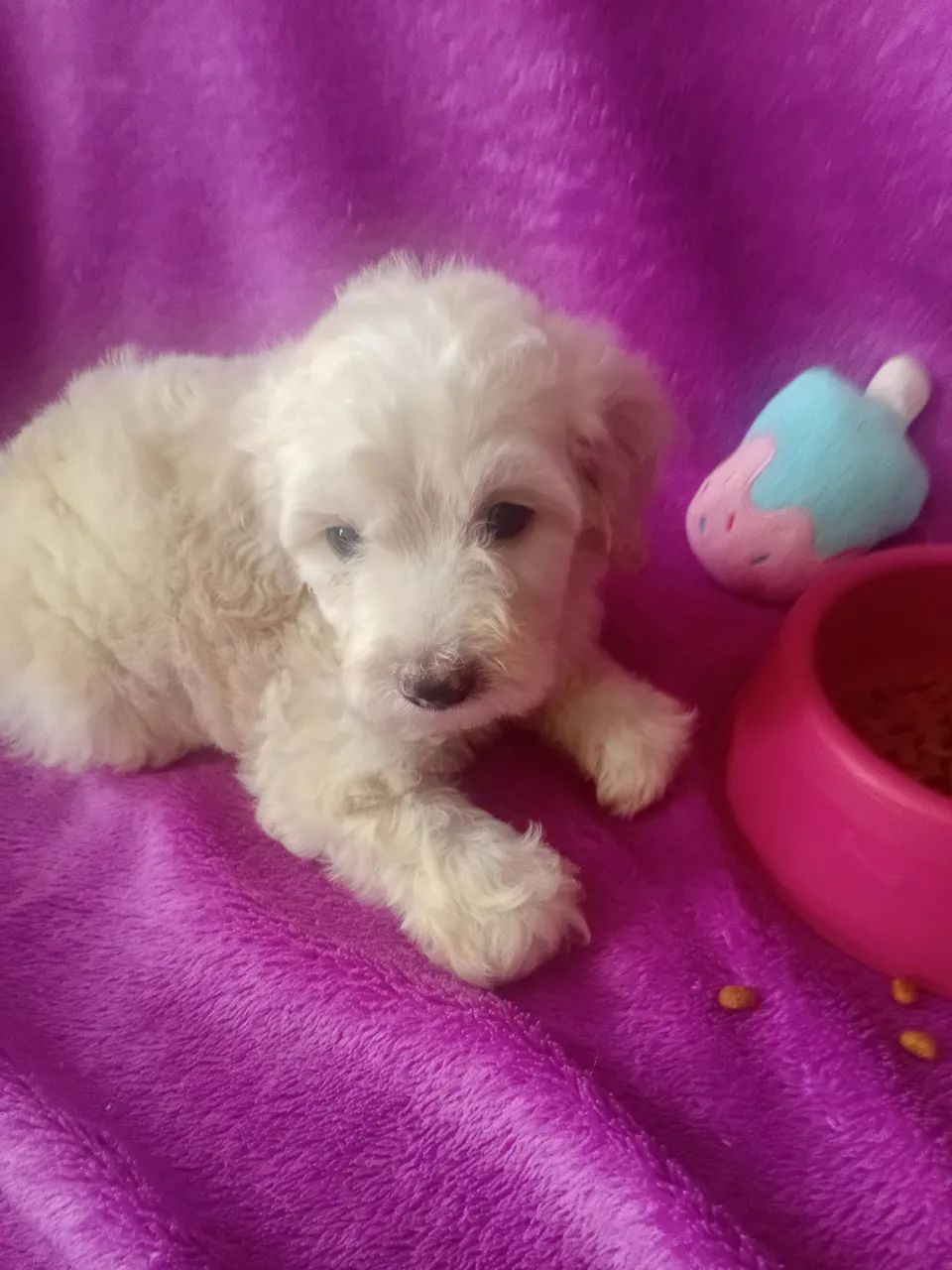 Poodle - Foto 3