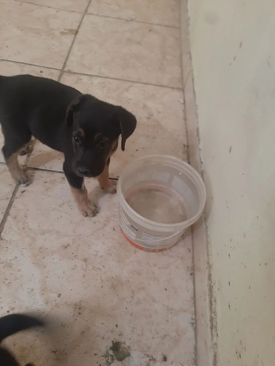 Cachorrinha  - Foto 3