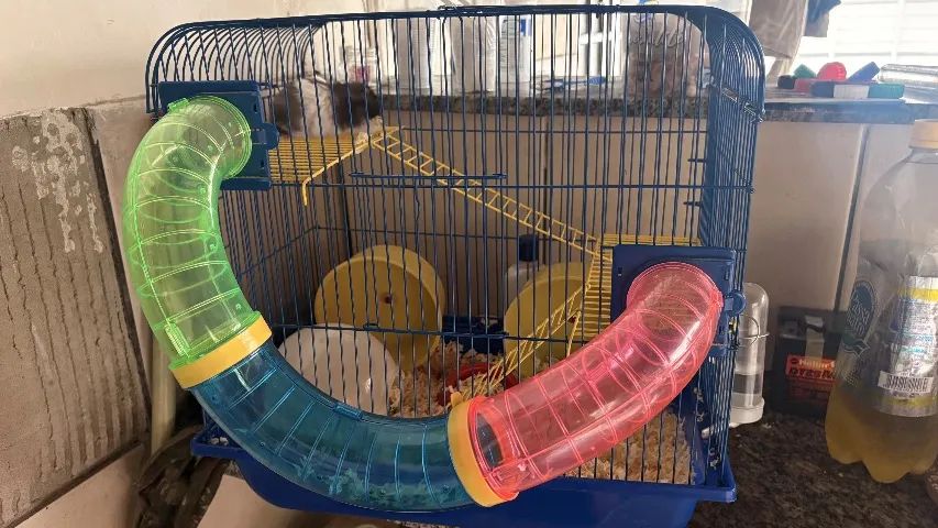 Hamster - Foto 2