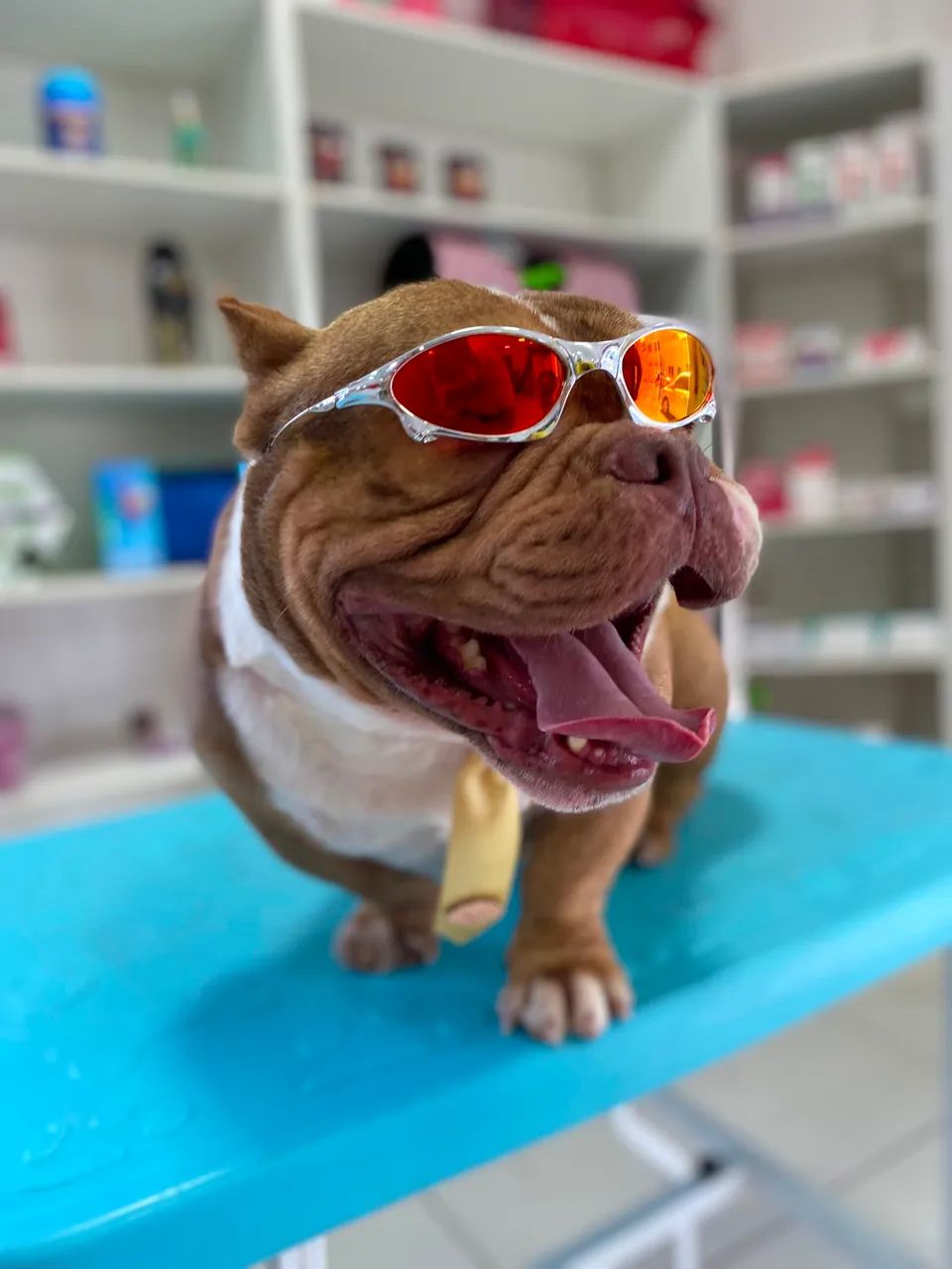 american bully  - Foto 2