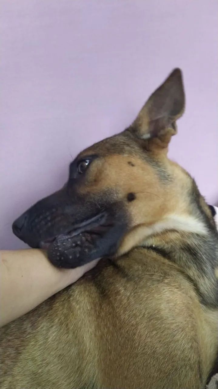 Dois cachorros  - Foto 6