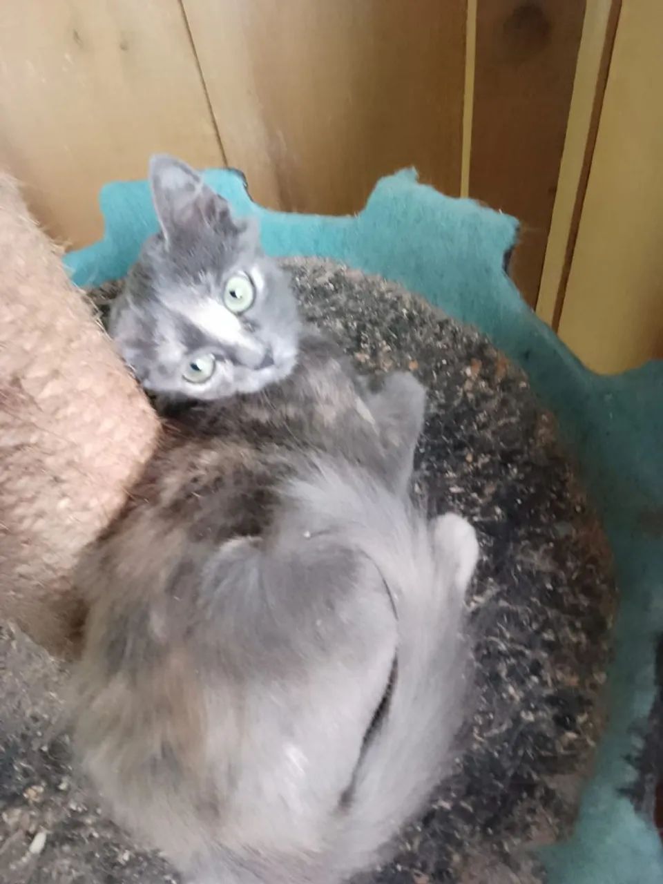 Doação gatinha  - Foto 6