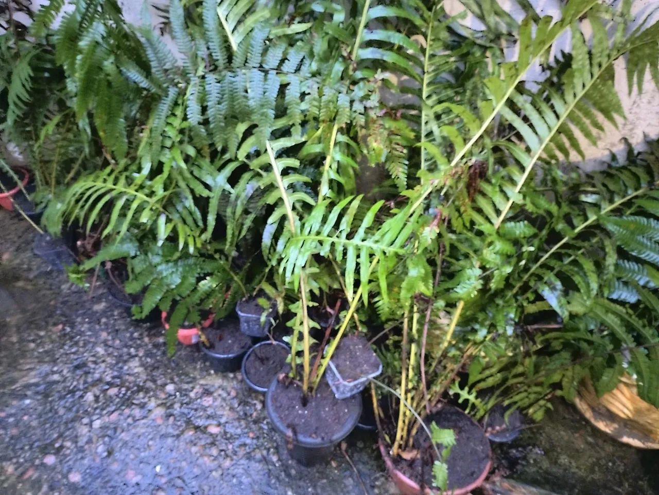 Samambaias
