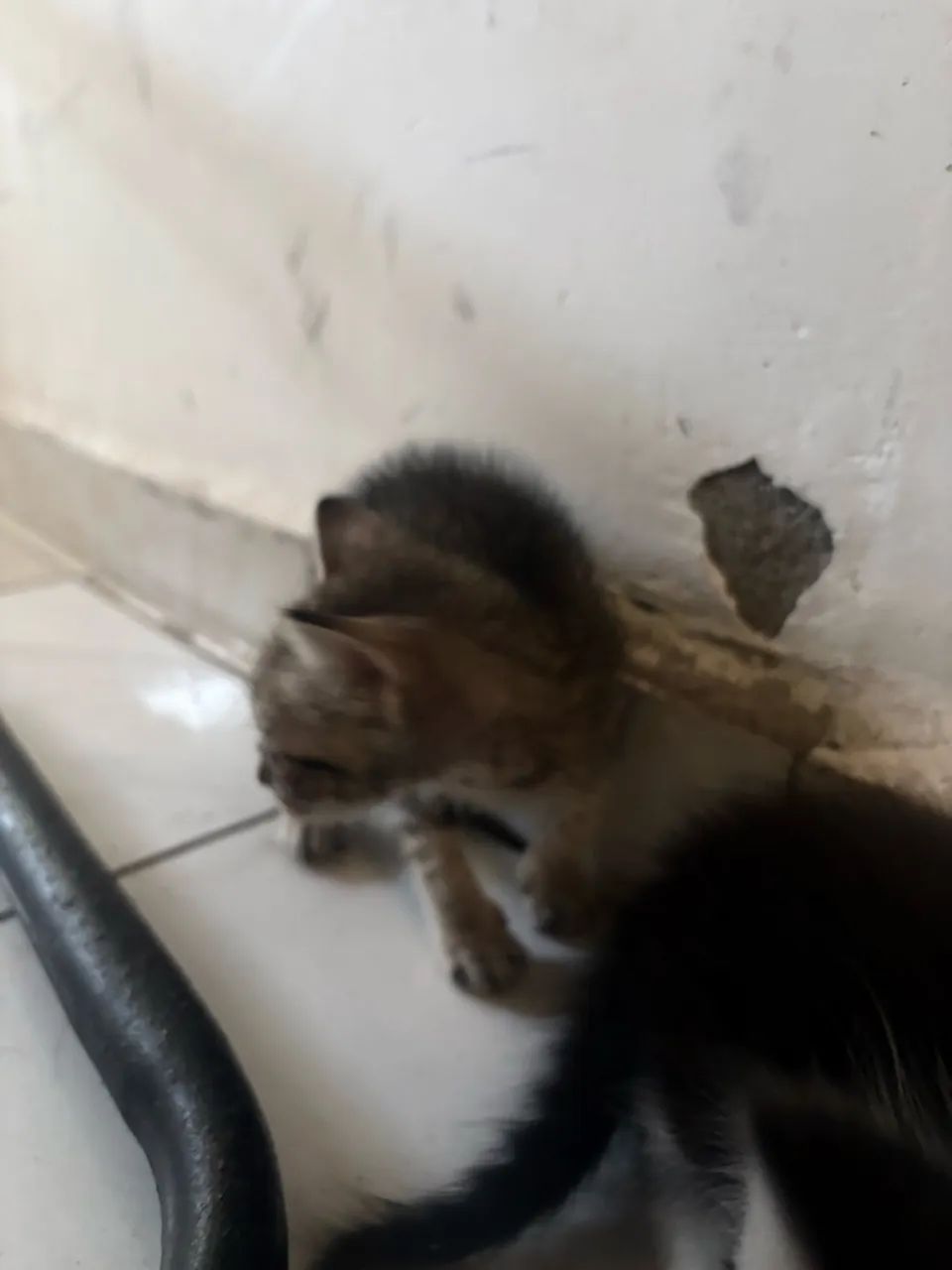 Gato - Foto 5